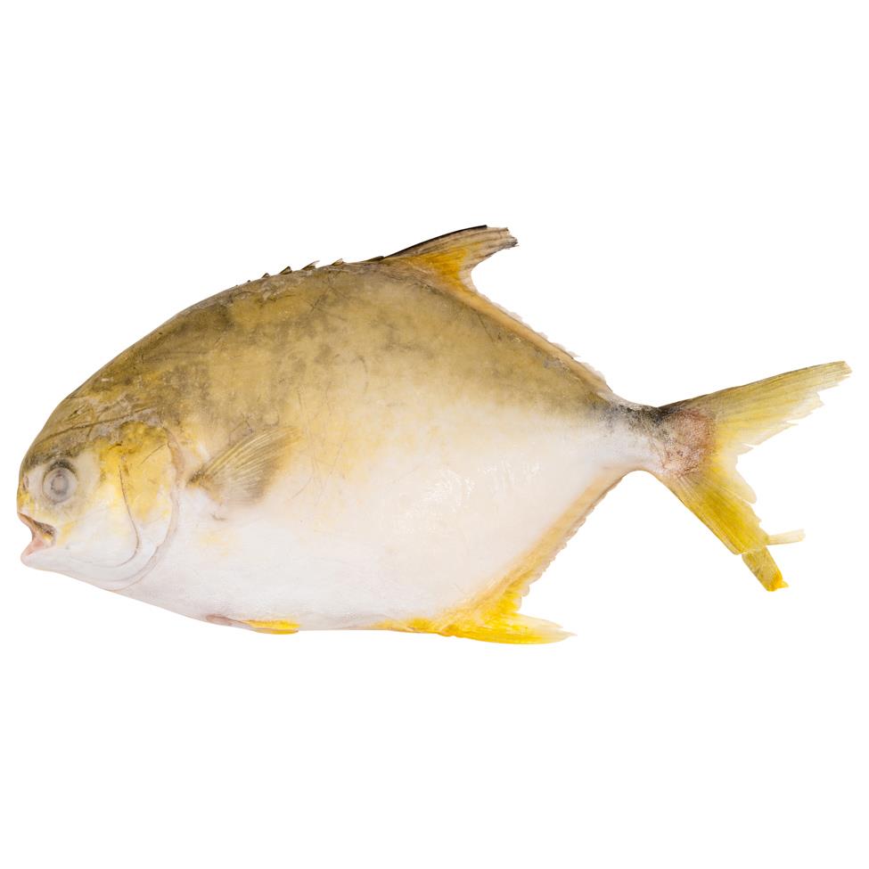 Holmes I.Q.F. Golden Pomfret 400/500g